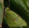 Colias sp.
